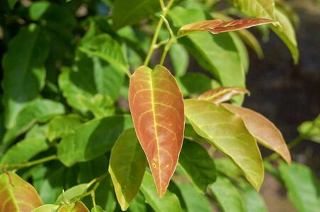 Magnolia kobus 150-175 cm met kluit - afbeelding 13