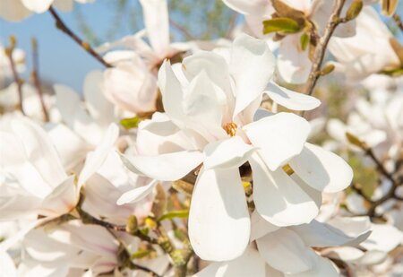 Magnolia kobus 150-175 cm met kluit - afbeelding 6