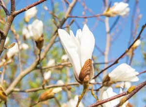 Magnolia kobus 150-175 cm met kluit - afbeelding 7
