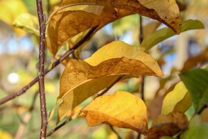 Magnolia kobus 150-175 cm met kluit - afbeelding 8