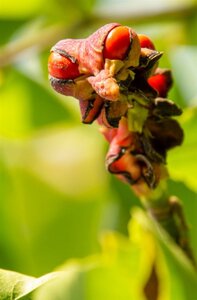Magnolia kobus 150-175 cm met kluit - afbeelding 9