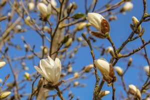 Magnolia kobus 150-175 cm met kluit - afbeelding 11