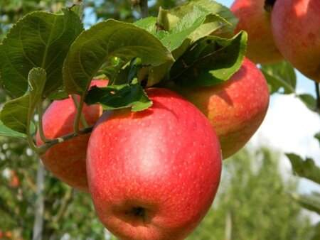 Malus d. 'Braeburn' (laat) 2jr. A kwal. wortelgoed struik