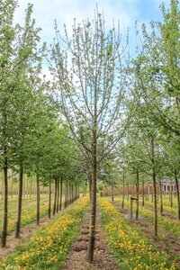 Malus d. 'Dubbele Bellefleur' = 'Bellefleur Double' dubbele U met rek wortelgoed - afbeelding 2