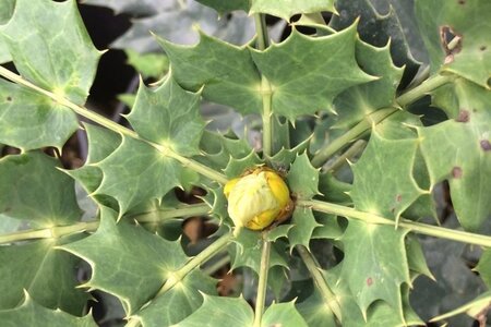 Mahonia media 'Charity' 60-80 cm container - afbeelding 2