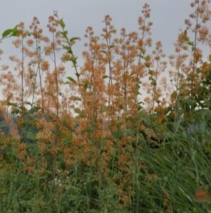 Macleaya m. 'Kelway's Coral Plume' geen maat specificatie 0,55L/P9cm