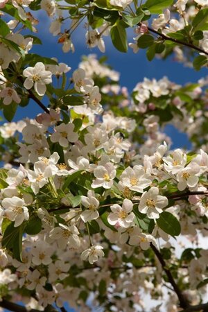 Malus 'Red Sentinel' 125-150 cm wortelgoed 5-8 tak struik - afbeelding 2