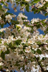 Malus 'Red Sentinel' 125-150 cm wortelgoed 5-8 tak struik - afbeelding 2