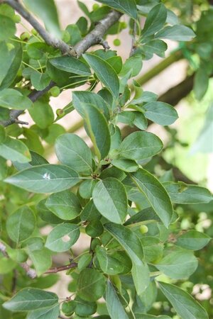Malus 'Red Sentinel' 125-150 cm wortelgoed 5-8 tak struik - afbeelding 3