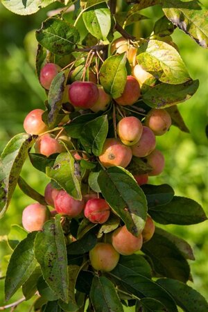 Malus 'Red Sentinel' 125-150 cm wortelgoed 5-8 tak struik - afbeelding 6