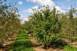 Malus 'Red Sentinel' 60-80 cm cont. 5,0L