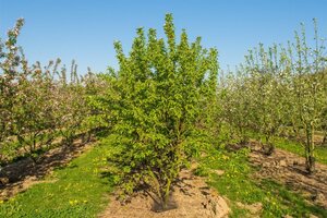 Malus 'Red Sentinel' 60-80 cm cont. 5,0L - afbeelding 7