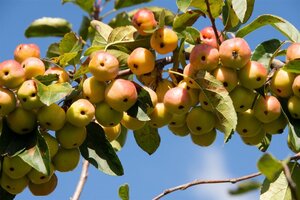 Malus 'Red Sentinel' 60-80 cm cont. 5,0L - afbeelding 8