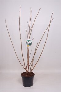 Magnolia sieboldii 80-100 cm cont. 7,5L