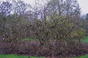 Magnolia soul. 'Lennei' 100-125 cm container - afbeelding 5