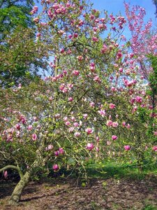 Magnolia soul. 'Lennei' 100-125 cm container - afbeelding 6