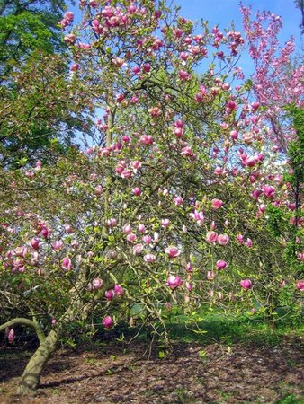 Magnolia soul. 'Lennei' 80-100 cm container - afbeelding 6