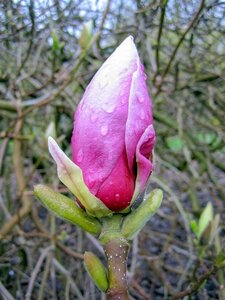 Magnolia soul. 'Lennei' 80-100 cm container - afbeelding 7