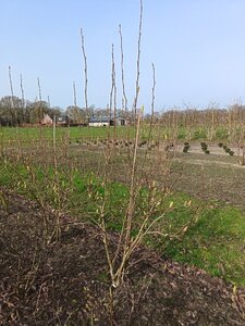 Magnolia soulangeana 150-175 cm met kluit - afbeelding 1
