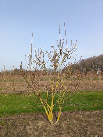 Magnolia soulangeana 175-200 cm draadkluit meerstammig - afbeelding 1
