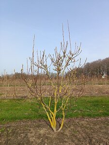 Magnolia soulangeana 175-200 cm draadkluit meerstammig