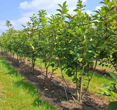 Magnolia soulangeana 175-200 cm draadkluit meerstammig - afbeelding 3