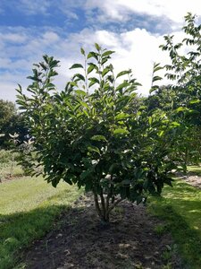 Magnolia soulangeana 175-200 cm draadkluit meerstammig - afbeelding 2