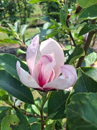 Magnolia soulangeana 175-200 cm draadkluit meerstammig - afbeelding 4