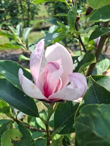 Magnolia soulangeana 175-200 cm draadkluit meerstammig - afbeelding 4