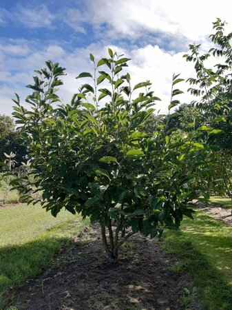 Magnolia soulangeana 175-200 cm draadkluit meerstammig - afbeelding 5