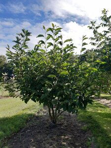 Magnolia soulangeana 175-200 cm draadkluit meerstammig - afbeelding 5