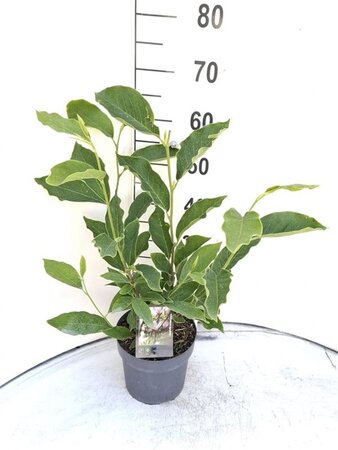 Magnolia soulangeana 40-50 cm cont. 3,0L - afbeelding 1