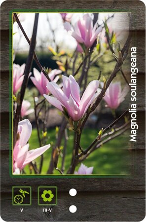 Magnolia soulangeana 40-50 cm cont. 3,0L - afbeelding 2