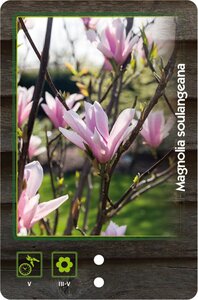 Magnolia soulangeana 40-50 cm cont. 3,0L - afbeelding 2
