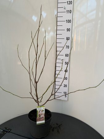 Magnolia soulangeana 80-100 cm cont. 7,5L