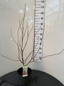 Magnolia soulangeana 80-100 cm cont. 7,5L