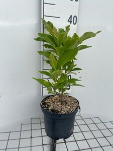 Magnolia soulangeana geen maat specificatie cont. 3,0L