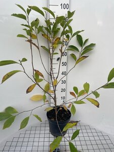 Magnolia soulangeana geen maat specificatie cont. 7,5L - afbeelding 3