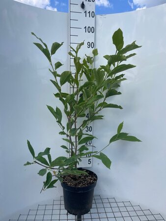 Magnolia soulangeana geen maat specificatie cont. 7,5L - afbeelding 2