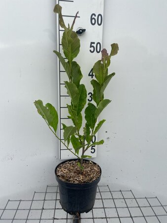 Magnolia st. 'Rosea' geen maat specificatie cont. 3,0L