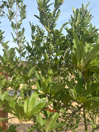 Magnolia stellata 150-175 cm cont. 65L meerstammig - afbeelding 1