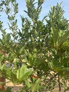 Magnolia stellata 150-175 cm cont. 65L meerstammig - afbeelding 1