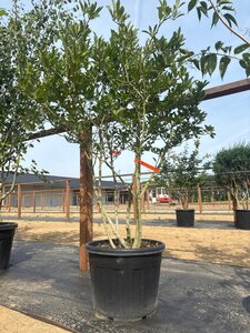 Magnolia stellata 150-175 cm cont. 65L meerstammig - afbeelding 3