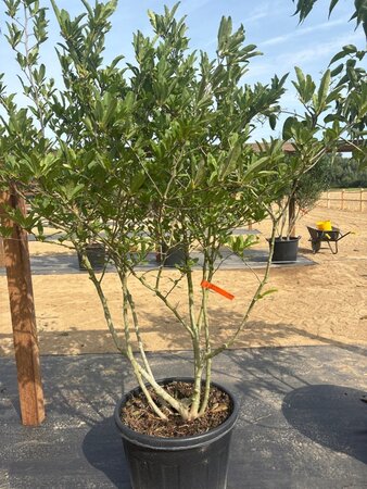Magnolia stellata 150-175 cm cont. 65L meerstammig - afbeelding 2