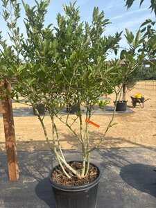 Magnolia stellata 150-175 cm cont. 65L meerstammig - afbeelding 2