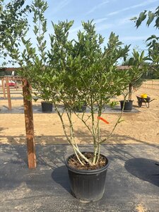 Magnolia stellata 150-175 cm cont. 65L meerstammig - afbeelding 4