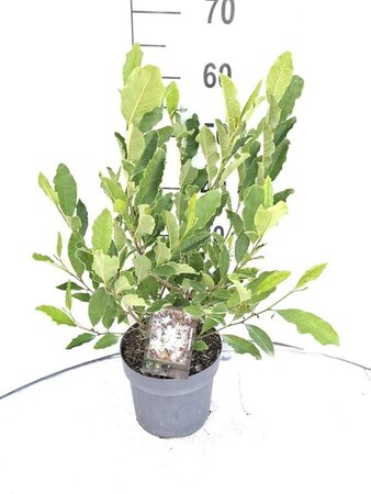 Magnolia stellata 40-50 cm cont. 3,0L - afbeelding 3