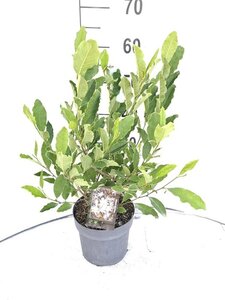 Magnolia stellata 40-50 cm cont. 3,0L - afbeelding 3