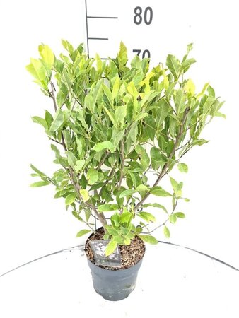 Magnolia stellata 40-50 cm cont. 3,0L - afbeelding 2
