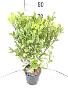 Magnolia stellata 40-50 cm cont. 3,0L - afbeelding 2